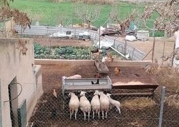 Podemos pide a la Junta de Andalucía que paralice la resolución que ordena el sacrificio de un rebaño de 23 ovejas en Iznalloz