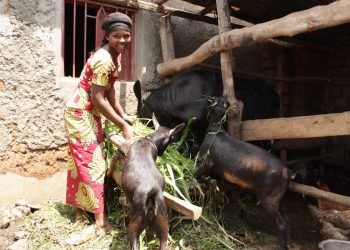 La crisis en la ganadería africana por el cambio climático, nueva amenaza para la subsistencia de millones de personas