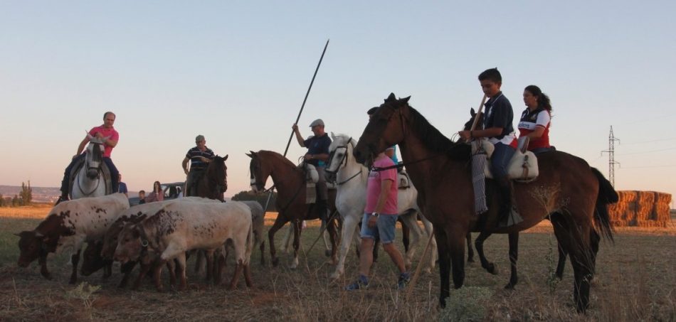 La Asociación Guadalajara Antitaurina, contra la participación de menores en la «bueyada» que tendrá lugar en Fontanar del 15 de mayo