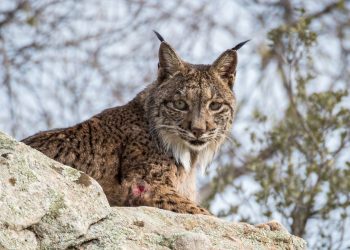 La población de lince ibérico bate un nuevo récord con más de 1.365 ejemplares censados