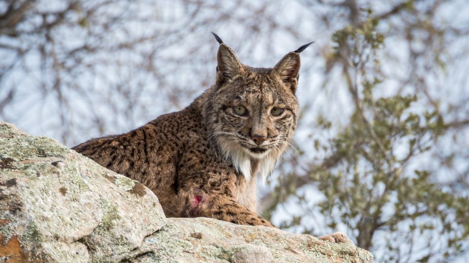 Ecologistas en Acción denuncia la alta mortalidad de lince ibérico en la provincia de Toledo que promedia más de 30 ejemplares al año