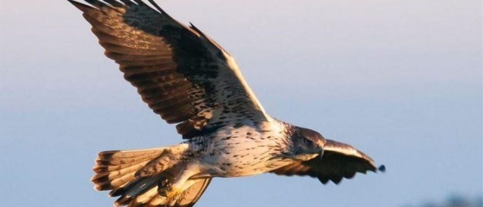 La Conselleria de agricultura de la Comunidad Valenciana autoriza el vuelo de drones junto a nidos de águilas en peligro de extinción