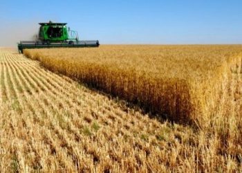 Georgia suspende exportación de trigo y cebada