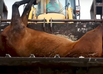 La Romería de El Rocío: calvario y camposanto de los animales