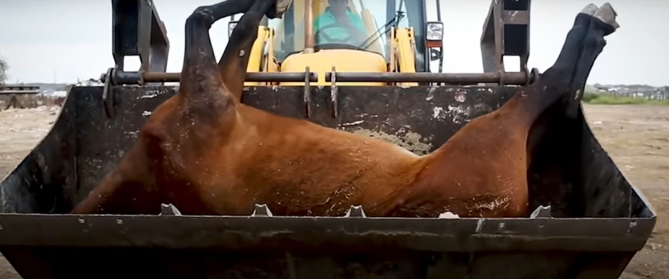 La Romería de El Rocío: calvario y camposanto de los animales