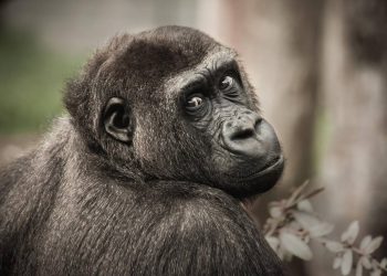 El atlas genético del chimpancé, una oportunidad para frenar su extinción