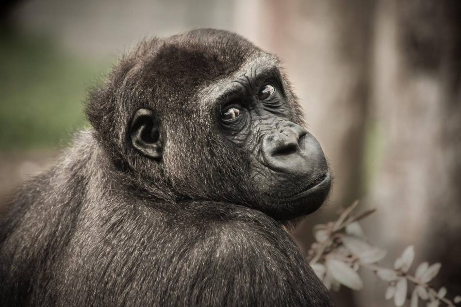 El atlas genético del chimpancé, una oportunidad para frenar su extinción