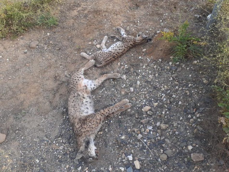 Alianza Verde pide al Ministerio del Interior que tome las riendas ante el incremento de atropellos de linces en el entorno de Doñana