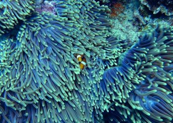 Factores climáticos y tectónicos crearon la distribución actual de los arrecifes de coral en los trópicos