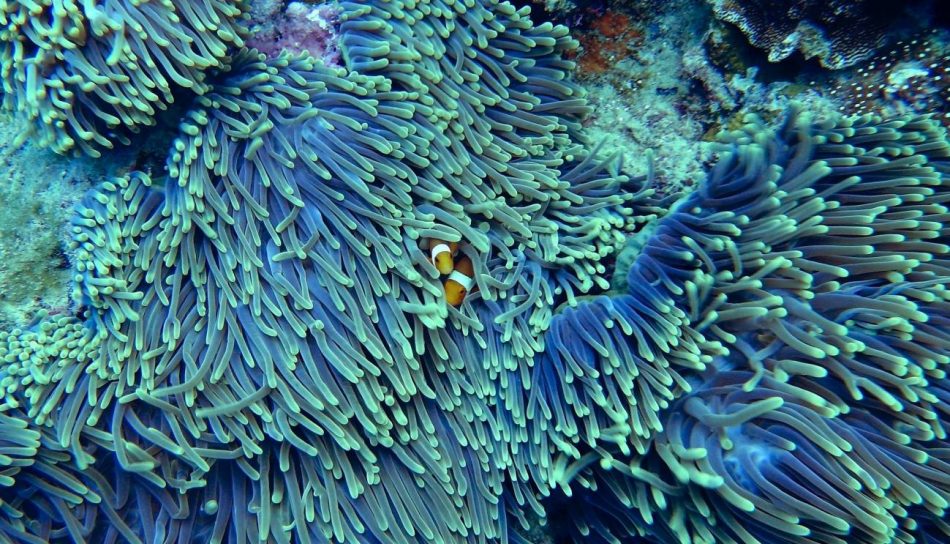 Factores climáticos y tectónicos crearon la distribución actual de los arrecifes de coral en los trópicos