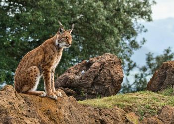 La población de lince ibérico bate un nuevo récord con más de 1.365 ejemplares censados