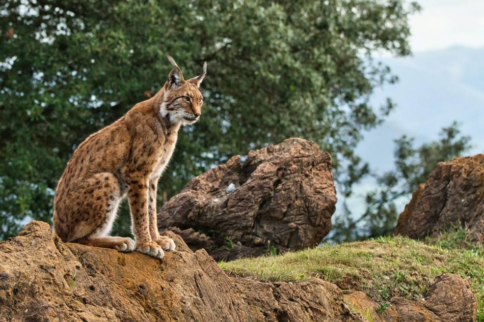 Cabañeros y Quintos de Mora podrían albergar poblaciones de lince ibérico