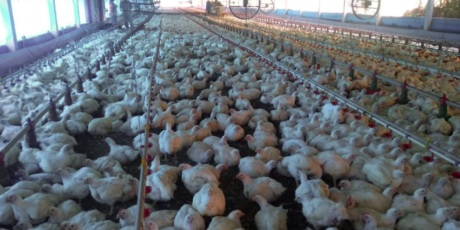 ANDA denuncia la injusta aprobación de términos como «bienestar animal» por parte de la gran industria alimentaria