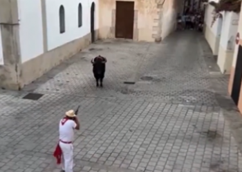 PACMA advierte que los toros de las fiestas de San Juan de Coria fueron ejecutados de un disparo en la cabeza en presencia de niños