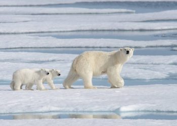 Una población de osos polares desconocida vive aislada con acceso limitado al hielo marino