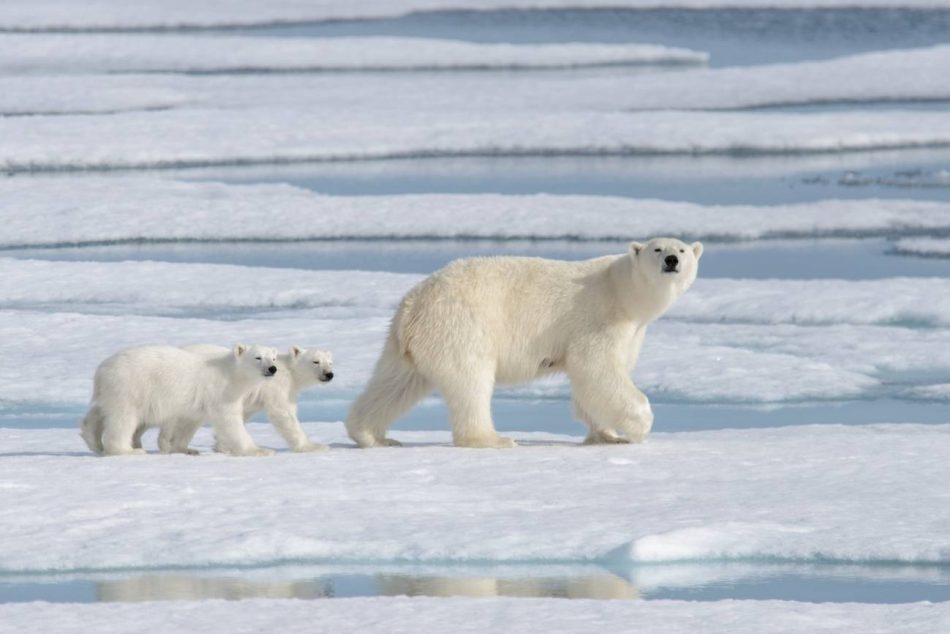 Una población de osos polares desconocida vive aislada con acceso limitado al hielo marino