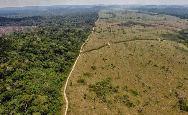 Alianza Verde critica la posición del Ministerio para la Transición Ecológica en materia de deforestación importada en la UE y reclama más ambición