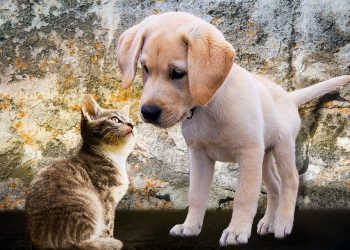 Estos son los recursos para veterinarios más utilizados en 2022