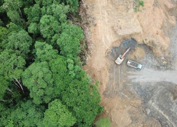 La comunidad científica presenta un manifiesto por una legislación ambiciosa que evite la deforestación importada