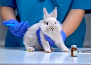 Una iniciativa ciudadana masiva podría plantear nuevas normativas europeas contra el uso de animales en ensayos cosméticos