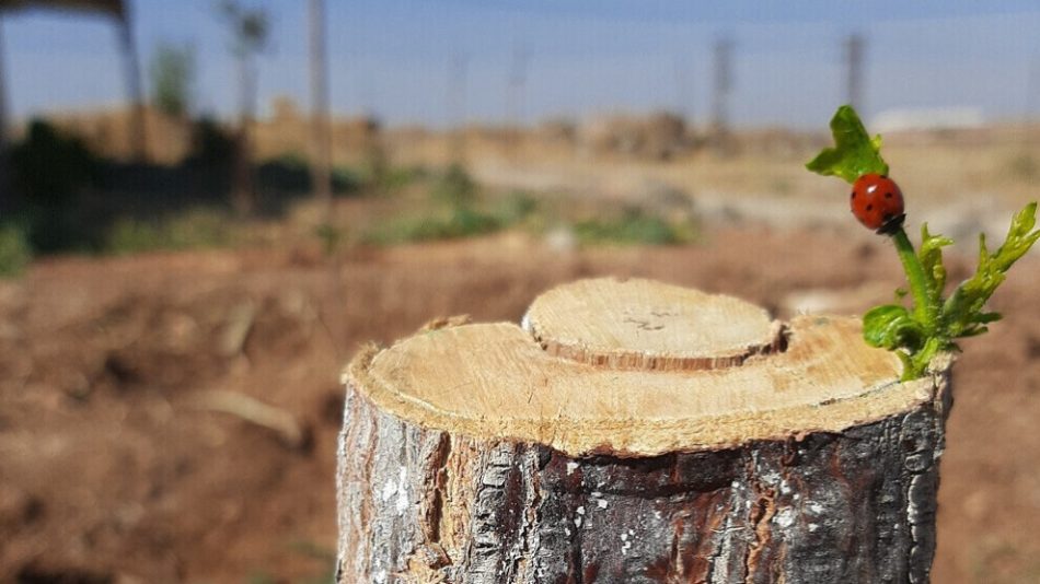 “Make Rojava Green Again” hace un llamamiento al movimiento climático mundial