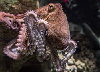 El origen de la gran inteligencia del pulpo, tras su parecido molecular con el cerebro humano