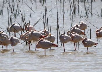 La sequía lleva a Doñana a los números más bajos de aves acuáticas de los últimos 40 años