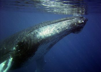 Las ballenas jorobadas ‘se pasan’ canciones con poblaciones de otras regiones