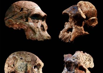 Las cuevas de Sterkfontein: ordenar fósiles y dejar dudas atrás