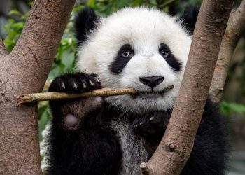 Los pandas evolucionaron hace seis millones de años para incorporar el bambú a su dieta