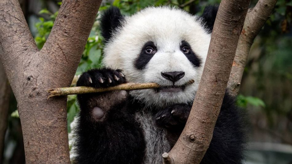 Los pandas evolucionaron hace seis millones de años para incorporar el bambú a su dieta