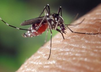 Los virus del dengue y el zika alteran el olor de sus huéspedes para atraer a los mosquitos