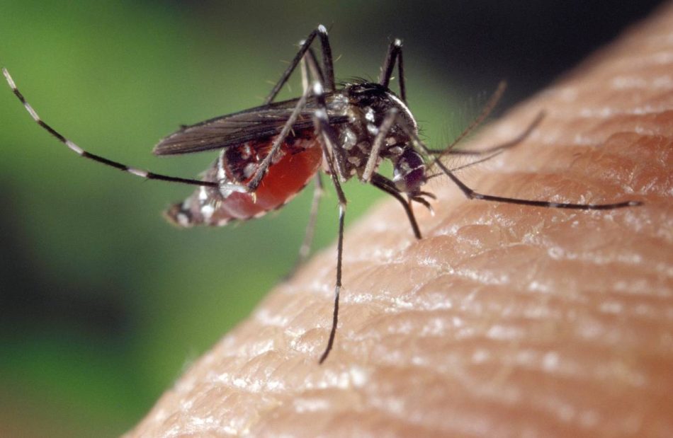 Los virus del dengue y el zika alteran el olor de sus huéspedes para atraer a los mosquitos