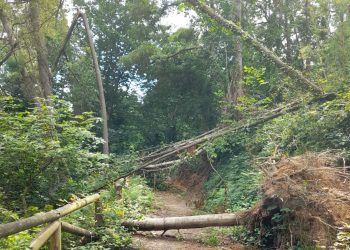 Sancionan la tala salvaje de Salave promovida por Exploraciones Mineras del Cantábrico