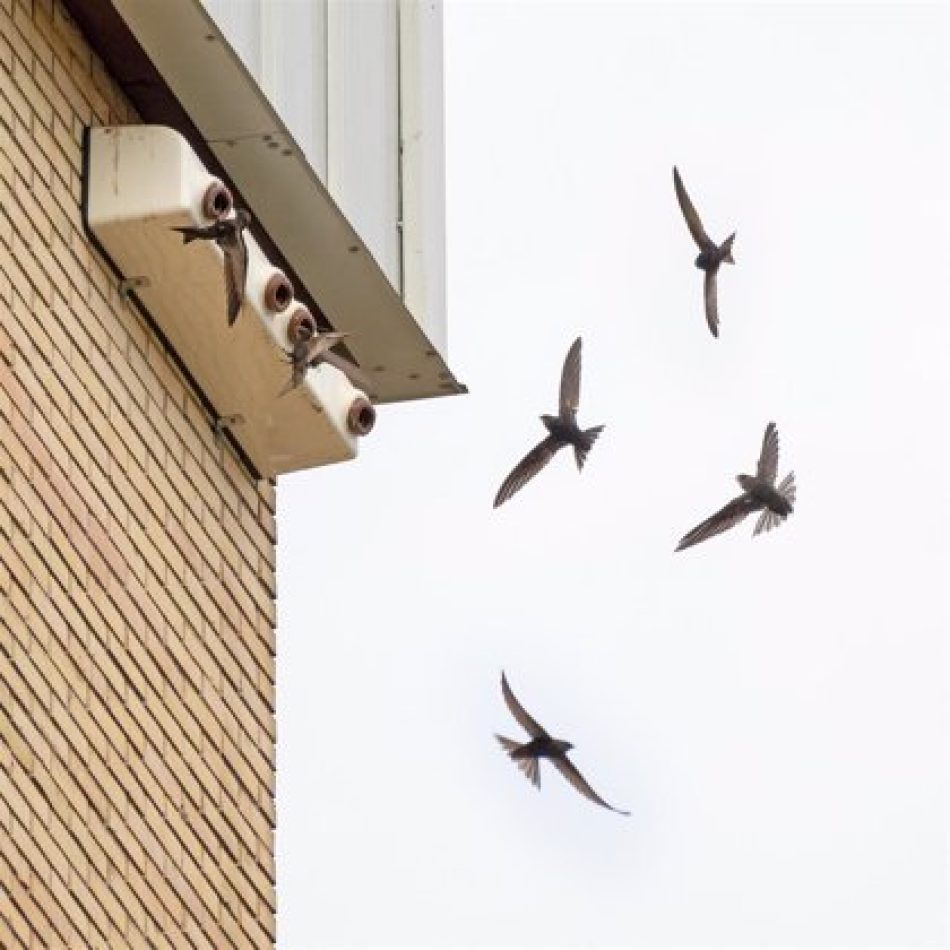 Ecologistas en Acción acusa a la Junta de Andalucía de atribuirse méritos que corresponden a voluntarios en el cuidado de aves insectívoras afectadas por las altas temperaturas