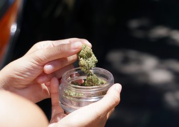 Cannabis en España: Todo sobre su Legislación