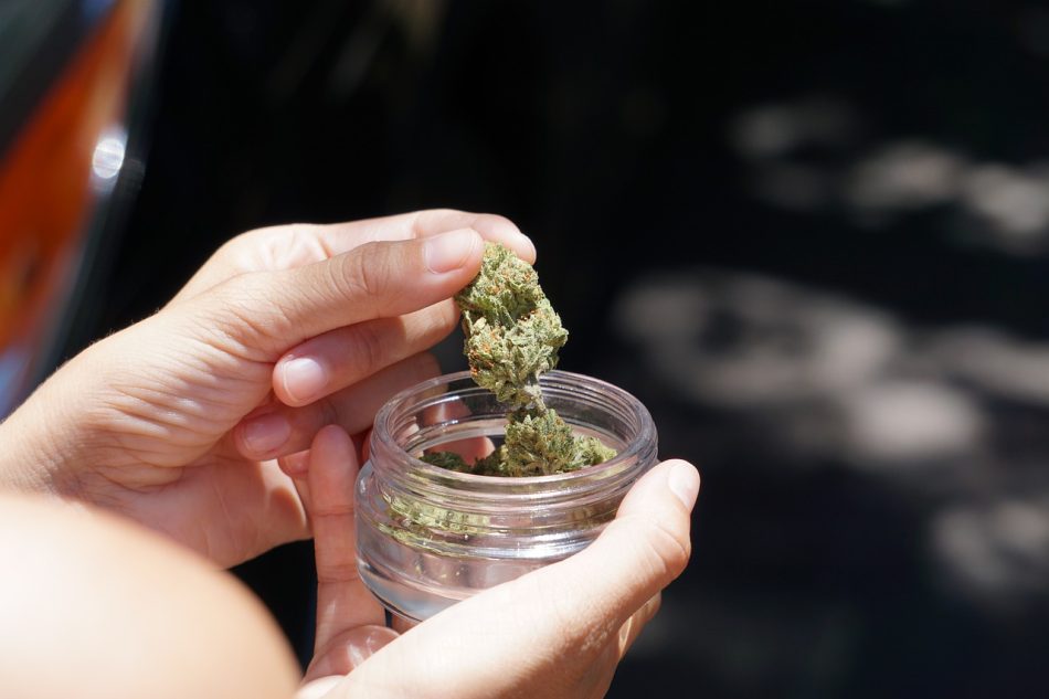 Cannabis en España: Todo sobre su Legislación