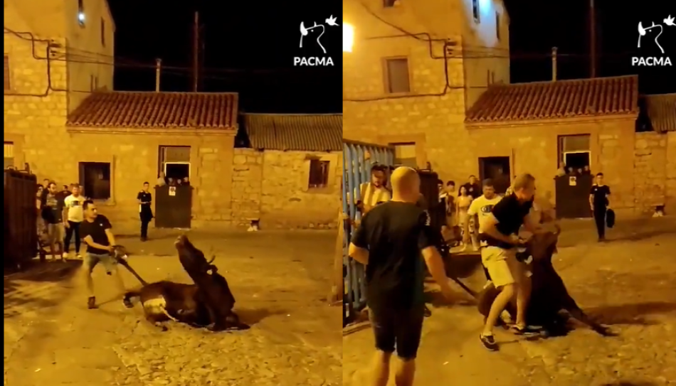 Arrastran y zarandean a un toro en las fiestas de Albarracín: PACMA lo difunde y las redes se incendian