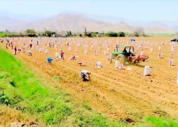 Perú empadrona a más de medio millón de agricultores