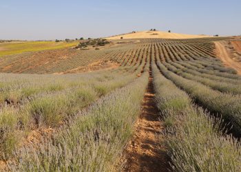 Debatamos sobre el futuro de la agricultura