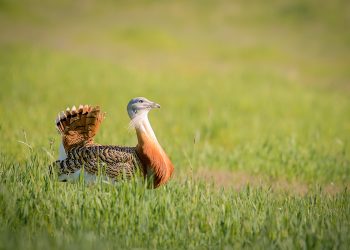 La multiplicación de proyectos fotovoltaicos amenaza la supervivencia de las aves esteparias en la Comunidad de Madrid