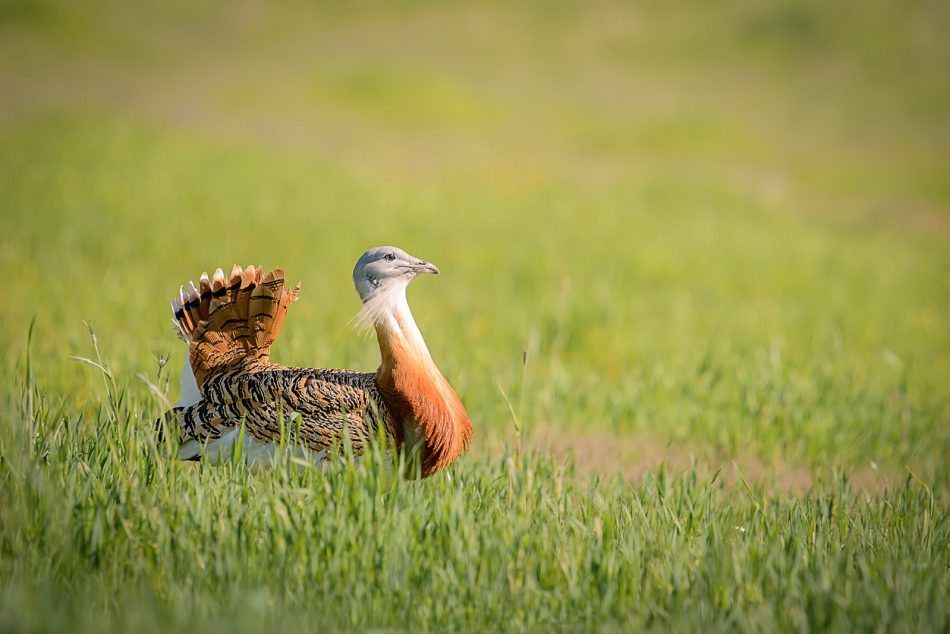 La multiplicación de proyectos fotovoltaicos amenaza la supervivencia de las aves esteparias en la Comunidad de Madrid