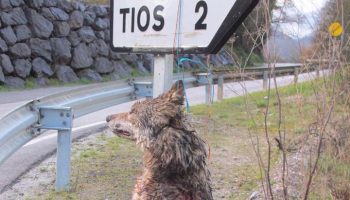 PACMA, sobre la caza de lobos en Los Picos de Europa: «se nota que el lobo no vota»