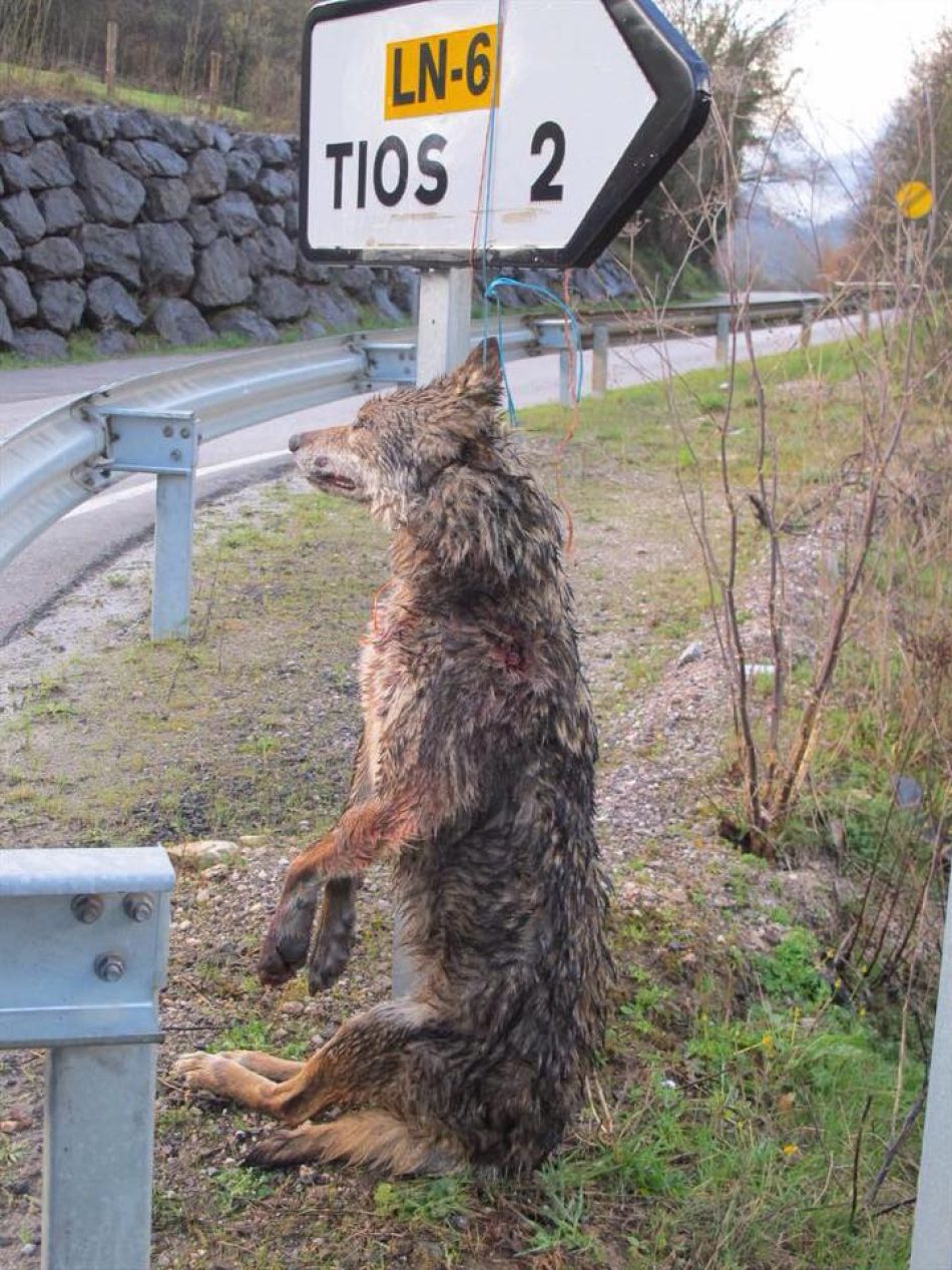 PACMA, sobre la caza de lobos en Los Picos de Europa: «se nota que el lobo no vota»