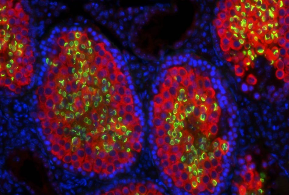 Científicos suizos consiguen que ratones estériles produzcan esperma de rata