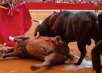 PACMA: «La Ley de Protección Animal y la reforma del Código Penal supondrán décadas de atraso en España»