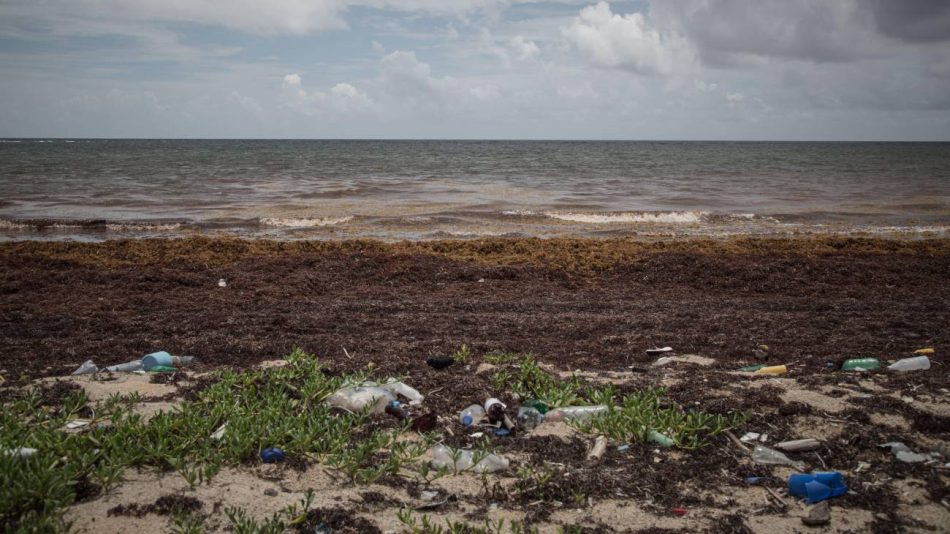 El sargazo: la macroalga desatada que amenaza al Caribe mexicano