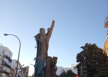 Duras críticas a la tala del ficus centenario de San Jacinto de tras el auto judicial que la ha paralizado