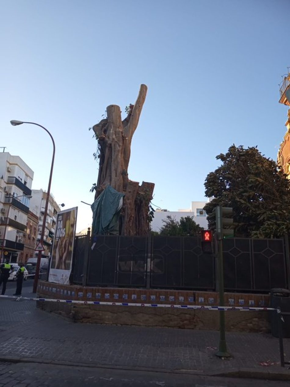 Duras críticas a la tala del ficus centenario de San Jacinto de tras el auto judicial que la ha paralizado