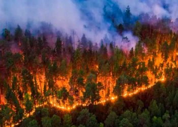 Al menos 25 arrestos en Francia por incendios forestales